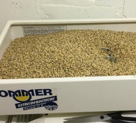 Malz wird geschrotet